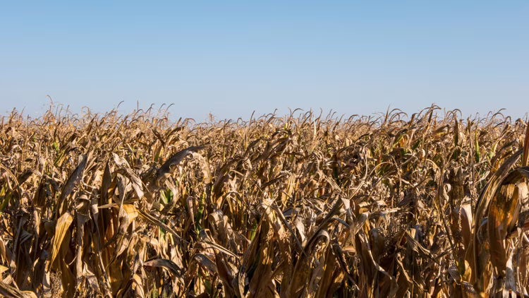 Parched maize fields became one of the most visible symbols of Zambia's devastating 2023/24 drought, which affected food production and livelihoods across the country.