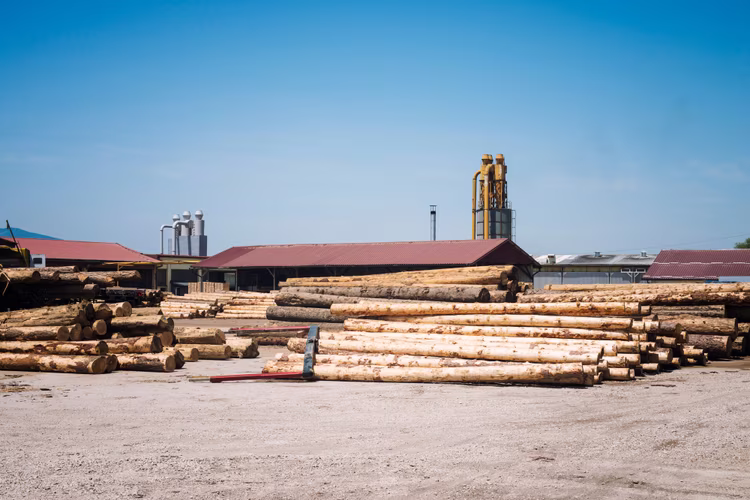As the value of Mukula timber rises along the supply chain, questions remain about who profits from the trade and who bears the environmental cost.