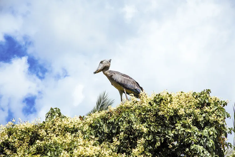 Standing nearly as tall as a person, with a gaze that can only be described as ancient and unbothered, this bird feels like it wandered out of prehistory and decided to stay. (Image by Kalichi Pictures for Nkwazi Magazine).