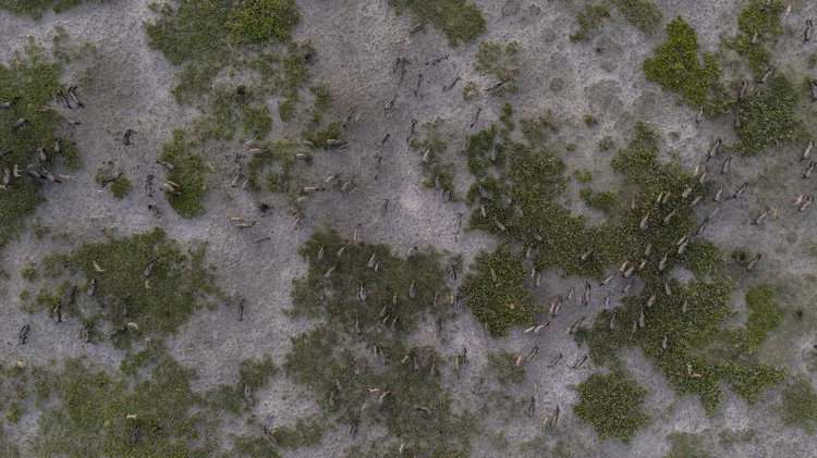 An aerial view of the Liuwa Plains. Image by Walid Nassar for Nkwazi Magazine.