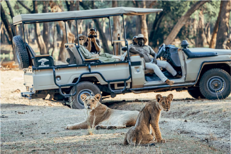 Follow the twisting trails of lions and rest beneath ancient baobab trees as birds hum quietly above. (Image courtesy of Dulini Anabezi).