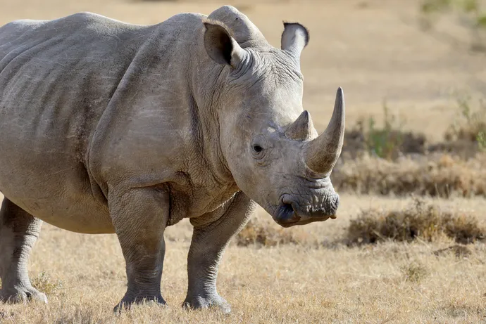 Black Rhino. Image courtesy of Freepik.