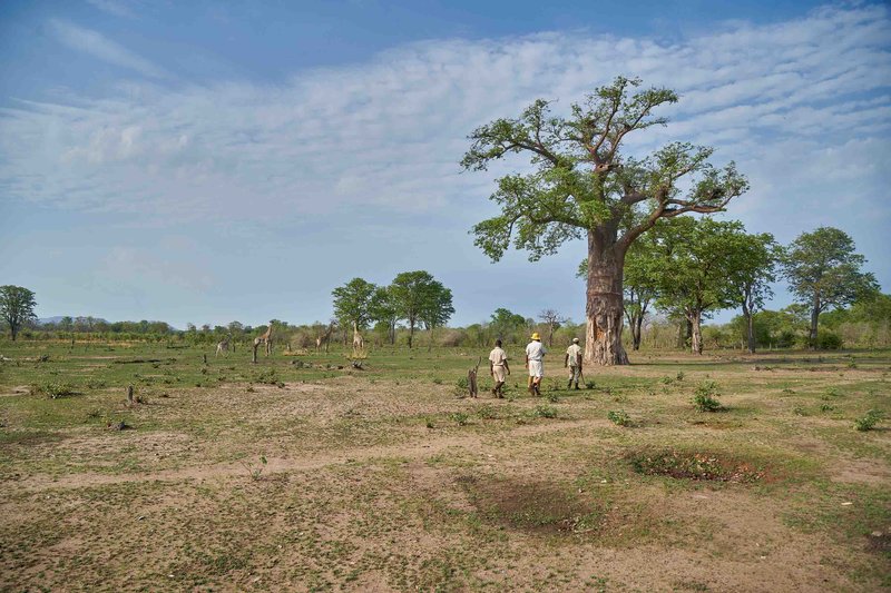 Your Guide to South Luangwa National Park