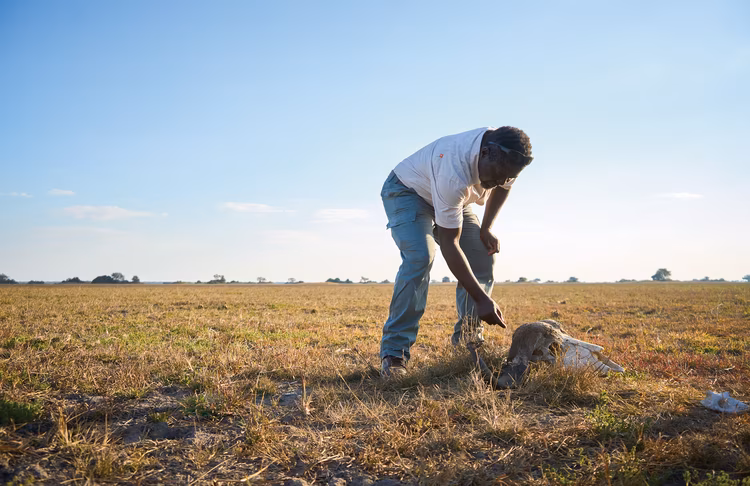 Rather than relying solely on fenced protected areas, these findings show the value of investing in connected landscapes. (Image by Chona Mweemba for Nkwazi Magzine).