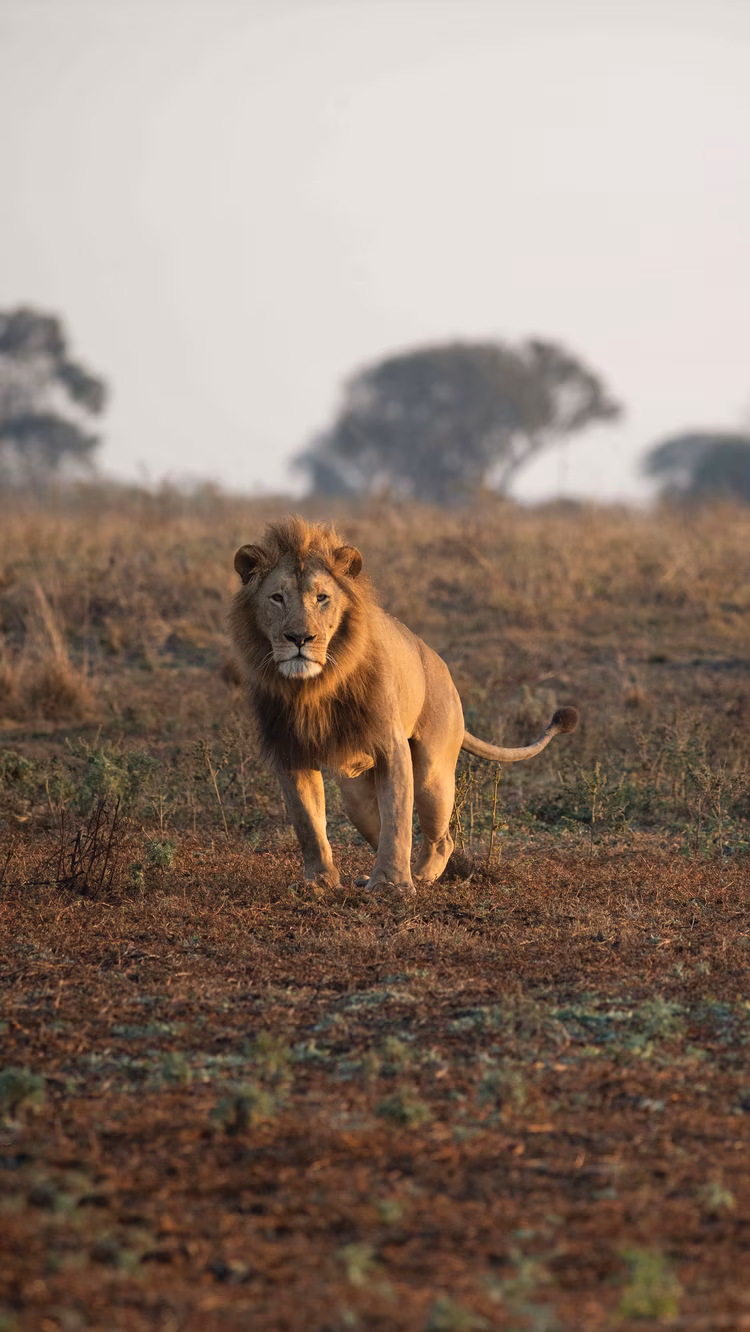 The name “Shumba” meaning “lion,” reflects the presence of thriving lion prides—sometimes numbering up to 20 individuals, frequenting the plains. (Image by Chona Mweemba for Nkwazi Magazine).
