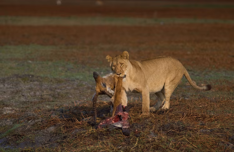 Our guides tell us stories of the lions in Busanga, from successfully hunting a hippo, to others being killed by a buffalo. As the primary predators on the Busanga Plains, lions feature prominently in these anecdotes. (Image by Chona Mweemba for Nkwazi Magazine).