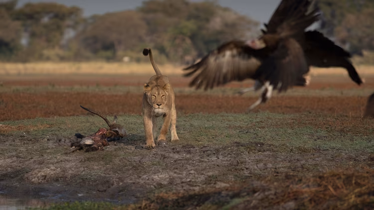 One has to be a good storyteller to make sense of this wilderness, and the casual violence with which an animal may die, hinting at our own human fragility. (Image by Chona Mweemba for Nkwazi Magzine).