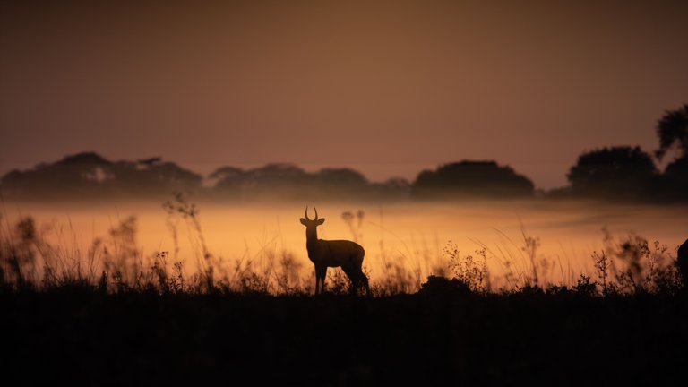 A Traveller’s Guide to Kafue National Park