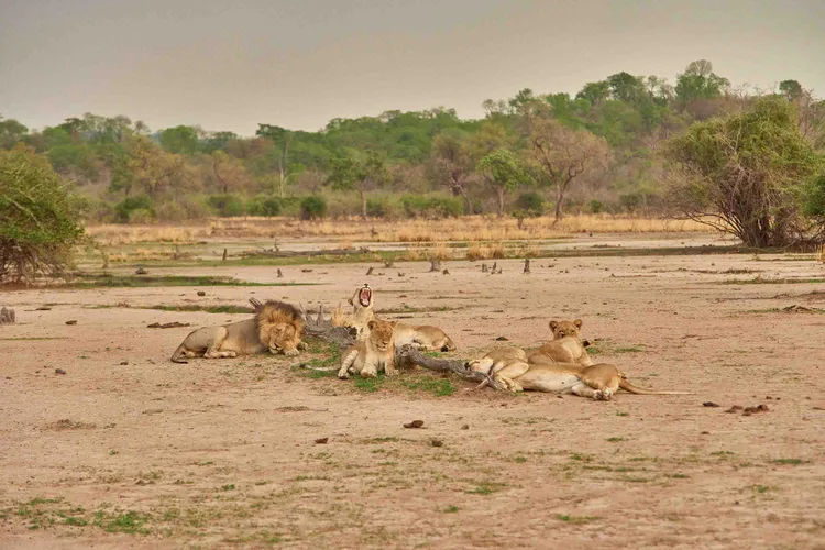 While South Luangwa National Park has some of the highest leopards concentrations, lions thrive here too. Photo: Nkwazi Magazine/Chosa Mweemba.