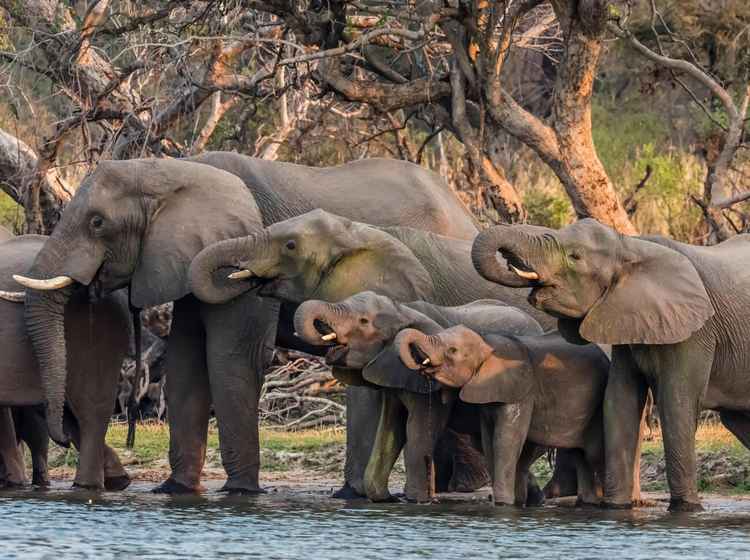 We share this land with creatures that existed long before borders were drawn, and their presence reminds us that we are guests here, not owners. (Image courtesy of Michael Nolan).