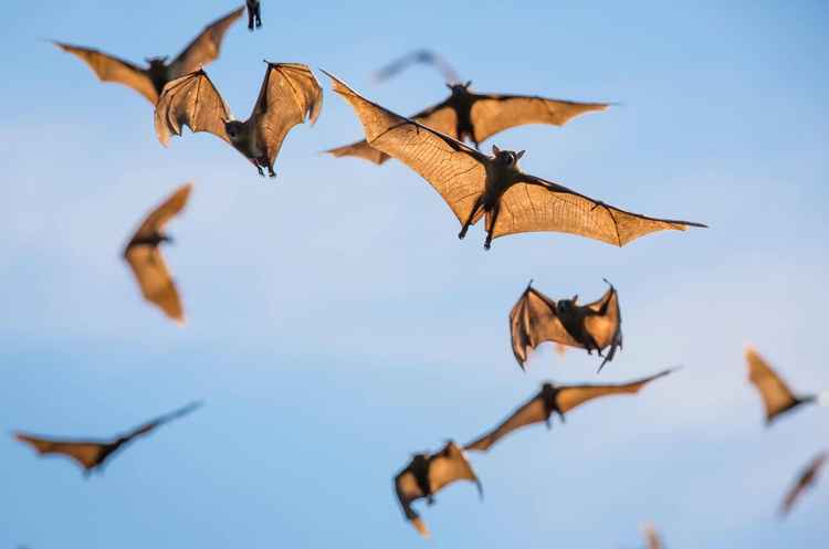 From birdwatching to simply sitting still and listening to the sounds of the wilderness, slow travel reminds us that sometimes seeing less allows us to experience more. (Image by Will Burrard-Lucas)