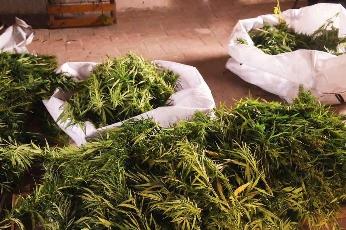 Is Zambia's Hemp Act Up in Smoke or Just High Hopes?