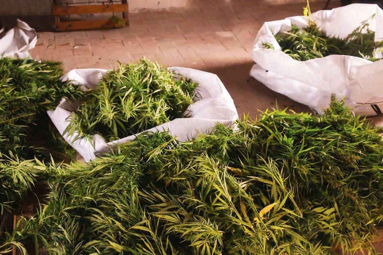 Is Zambia's Hemp Act Up in Smoke or Just High Hopes?