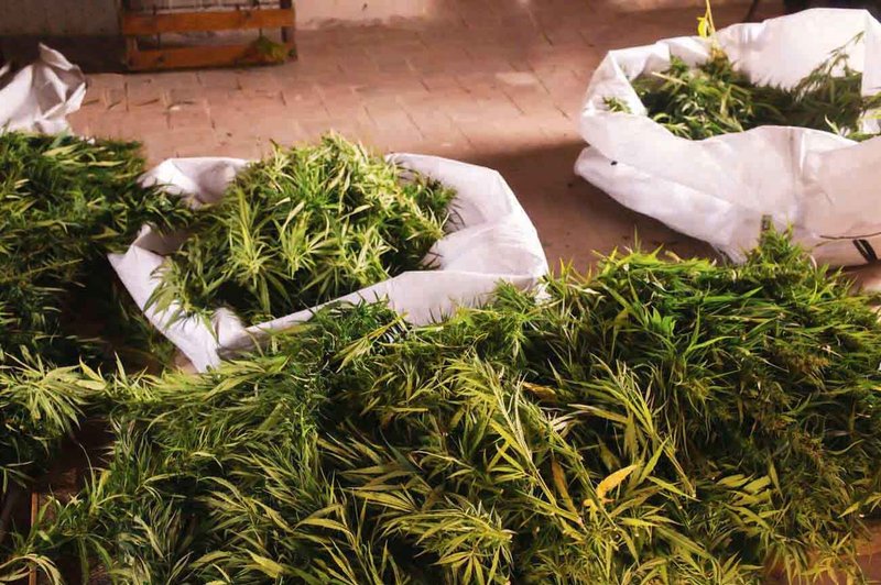 Is Zambia's Hemp Act Up in Smoke or Just High Hopes?