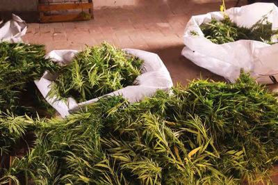 Is Zambia's Hemp Act Up in Smoke or Just High Hopes?