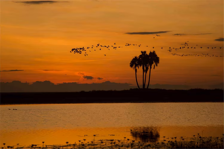 The Kuomboka ceremony is a major Lozi cultural event, marking the seasonal migration due to the flooding of the plain, is tied to the same hydrological rhythms that shape Liuwa’s ecology. (Image by Walid Nassar for Nkwazi Magazine).