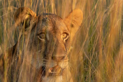 Liuwa Plain: Where Kings Hunt