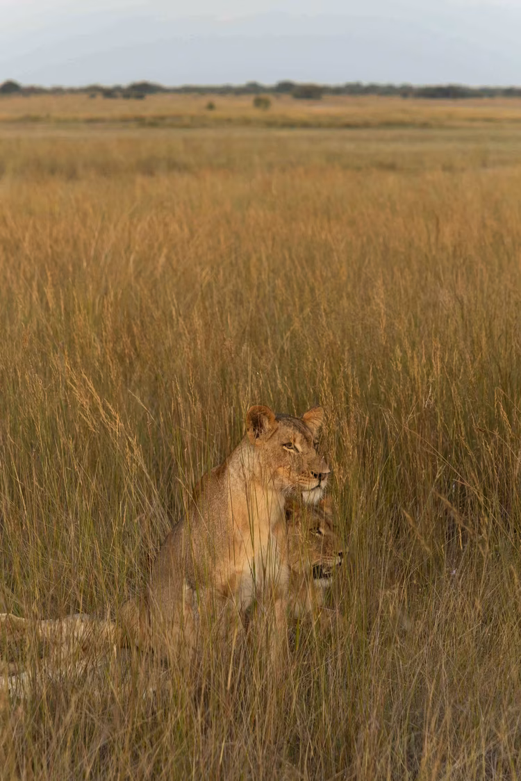 African Parks’ three-way partnership model—with the Zambian government and the Barotse Royal Establishment—is now considered a template for sustainable, locally integrated conservation management. (Image by Walid Nassar for Nkwazi Magazine).