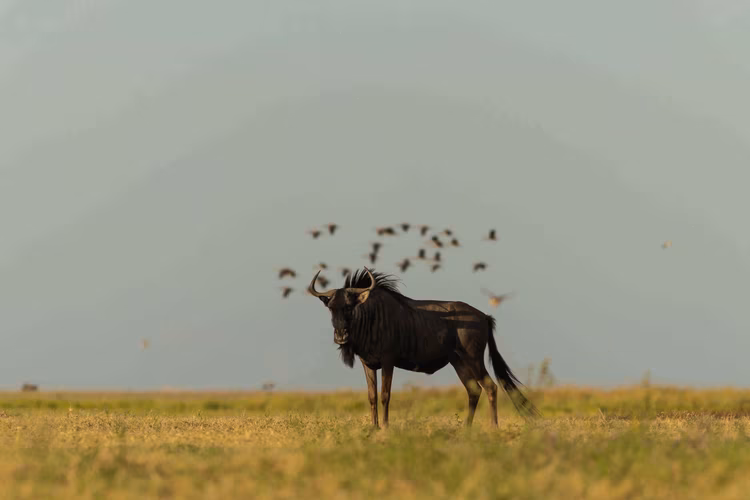 Over 45,000 blue wildebeest migrate through Liuwa annually—second only to the Serengeti in scale—but far less commercialised and a more intimate experience. (Image by Walid Nassar for Nkwazi Magazine).