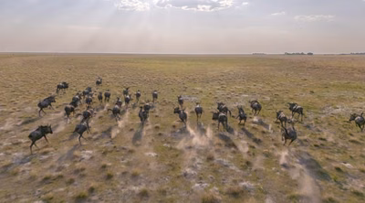 Liuwa’s Epic Wildebeest Migration