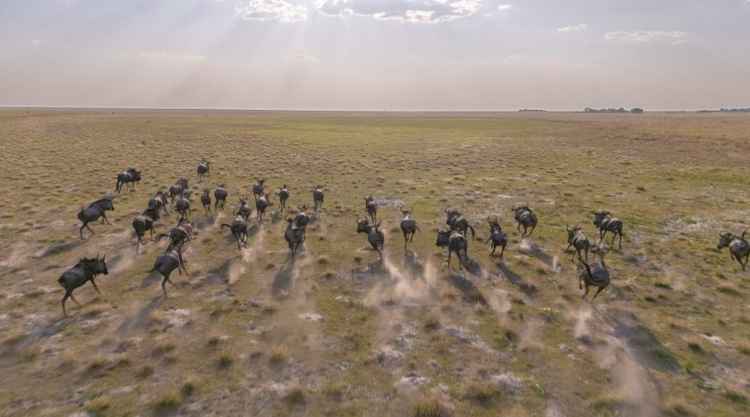The first sprinkles of rain transform the dried ground of the plain into a lush grassy pasture and attract 30,000 wildebeest along with other wildlife in search of nutrition and water. (Image by Walid Nassar for Nkwazi Magazine).