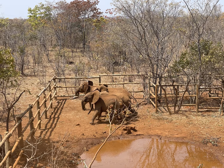 Opened in 2015, this is Zambia’s most recent and accessible park, located just 30 km from the capital. (Image courtesy of Game Rangers International and Bongani B Kumar).