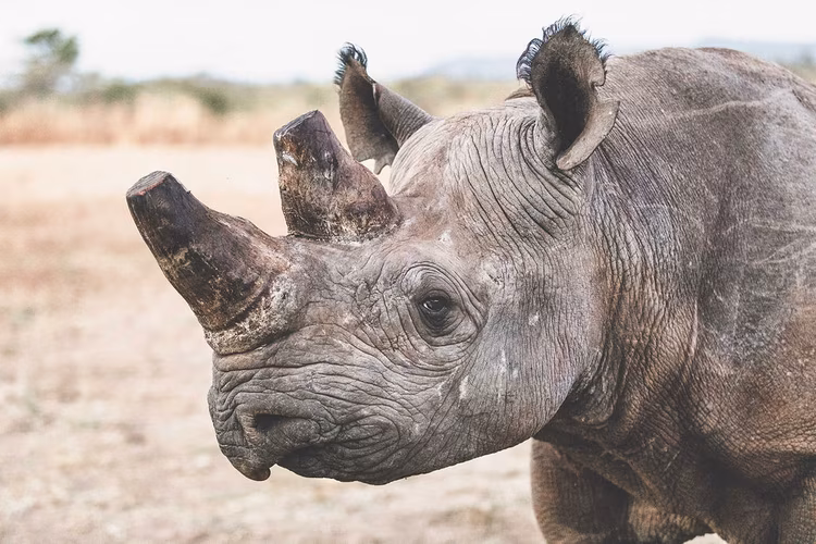 During the 1960s, Zambia’s black rhino population was the third-largest in Africa. However, relentless poaching led to black rhinos being officially declared extinct in Zambia by 1998. (Image courtesy of North Luangwa Conservation Programme).