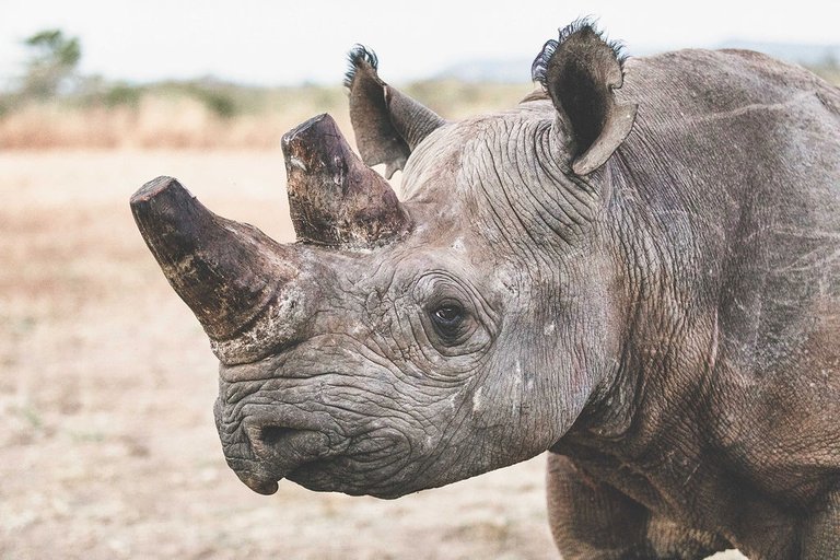 A Beacon of Conservation: How Far Conservation in Zambia Has Come