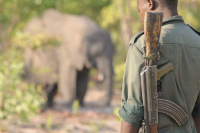 Silencing the Shots: A Poacher’s Redemption