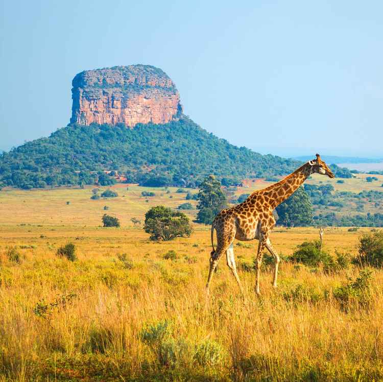 Entabeni Safari Reserve in South Africa (Image by Sébastien Lecocq)