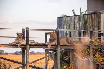 In The Company of Lions: Untamed Busanga