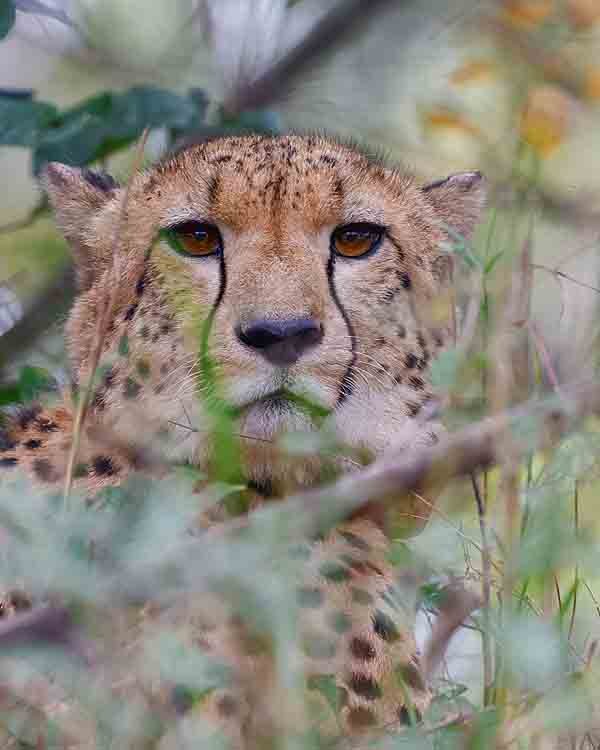 Experience a true gem of the Zambian safari: a walking safari through the swamplands and forests of the reserve for personal encounters with wildlife.  (Images courtesy of Zambia Luxury Lodge Collection, by Elsa Young and Shafeeq Mulla).