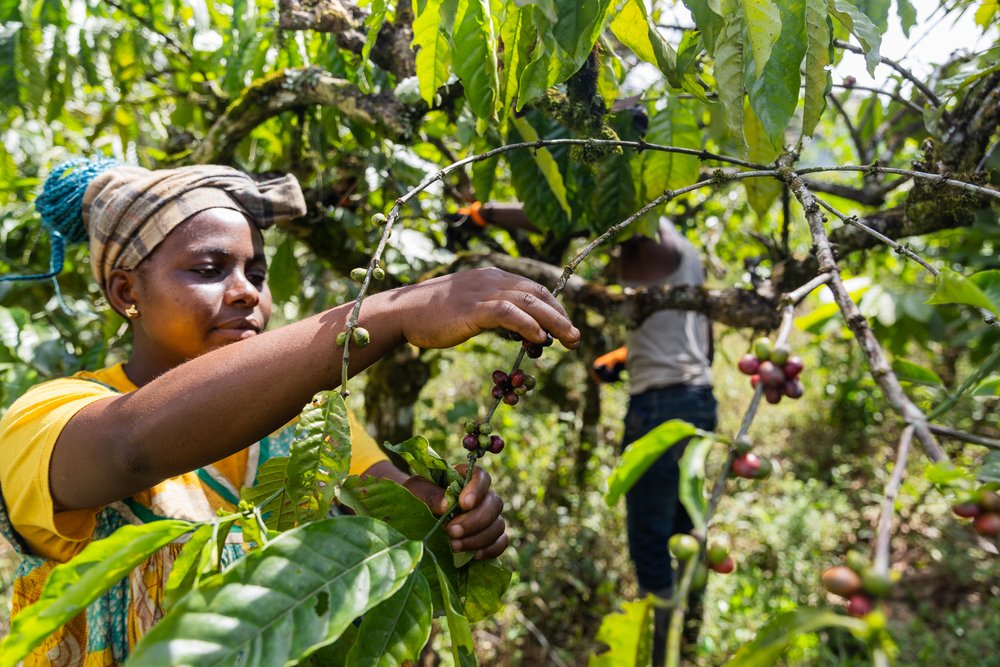 Healing Zambian Foods with Secret Healing Powers