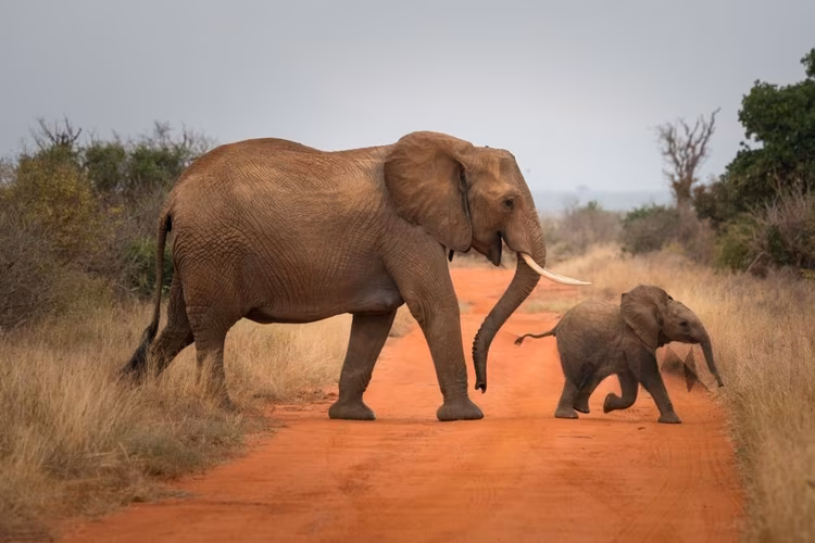 Efforts to protect wildlife, control hunting, and preserve our forests have become serious priorities, with increased support, donations, community collaboration, and public awareness.