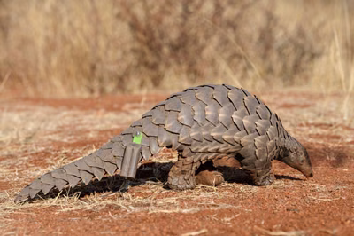 <p data-block-key="gnalh">Pangolins in Zambia: Why Possession Can Land You in Prison</p> Thumbnail