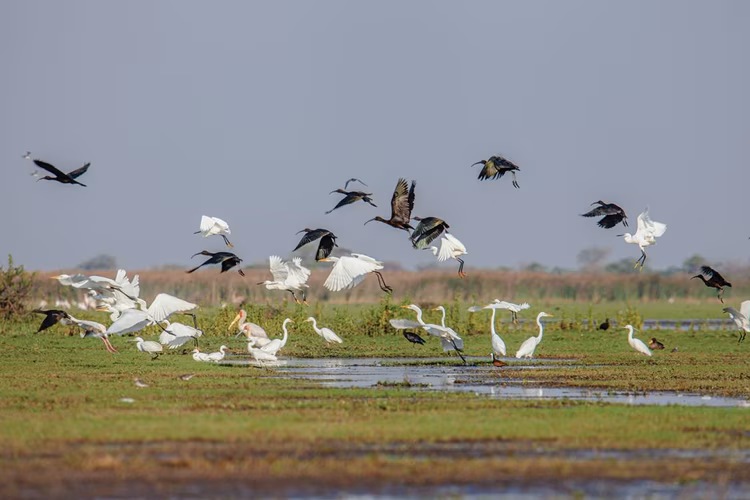 Although lacking in big mammals, Lochinvar more than makes up for it with its mixture of beauty and birdlife. (Image by Chosa Mweemba for Nkwazi Magazine).